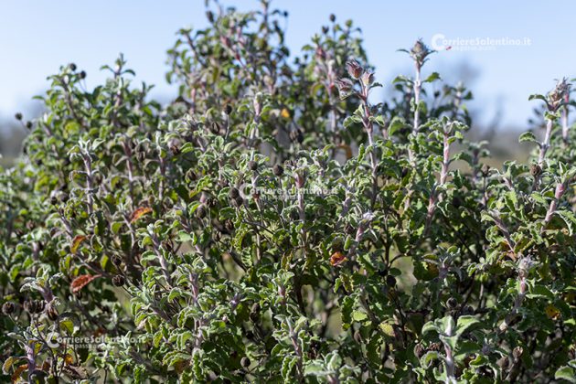 Flora e vegetazione del Salento: Cisto di Creta - Corriere Salentino
