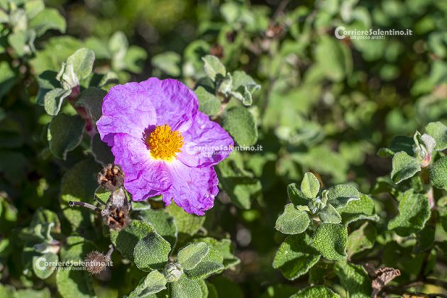 Flora e vegetazione del Salento: Cisto di Creta - Corriere Salentino