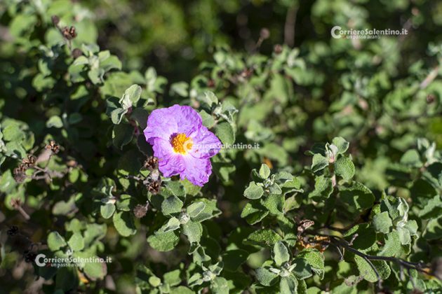 Flora e vegetazione del Salento: Cisto di Creta - Corriere Salentino
