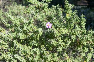 Flora e vegetazione del Salento: Cisto di Creta - Corriere Salentino