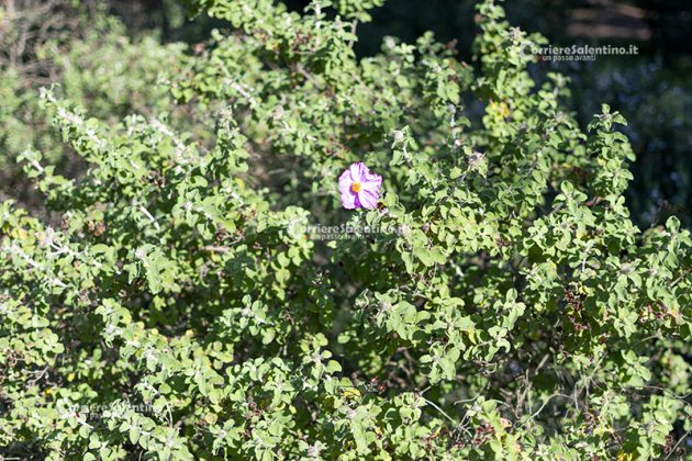 Flora e vegetazione del Salento: Cisto di Creta - Corriere Salentino