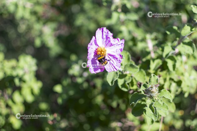 Flora e vegetazione del Salento: Cisto di Creta - Corriere Salentino