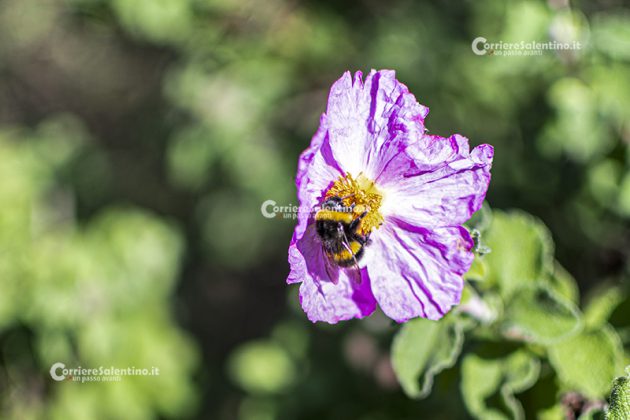 Flora e vegetazione del Salento: Cisto di Creta - Corriere Salentino