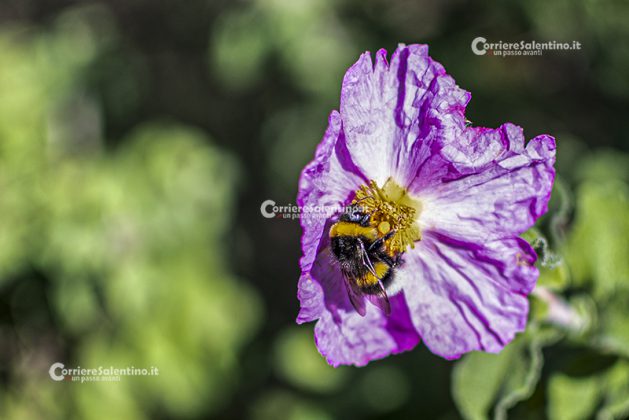 Flora e vegetazione del Salento: Cisto di Creta - Corriere Salentino