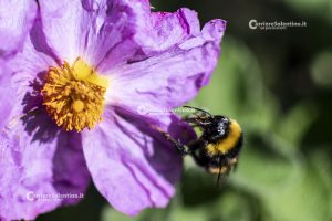 Flora e vegetazione del Salento: Cisto di Creta - Corriere Salentino