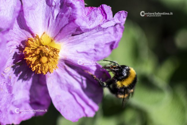 Flora e vegetazione del Salento: Cisto di Creta - Corriere Salentino
