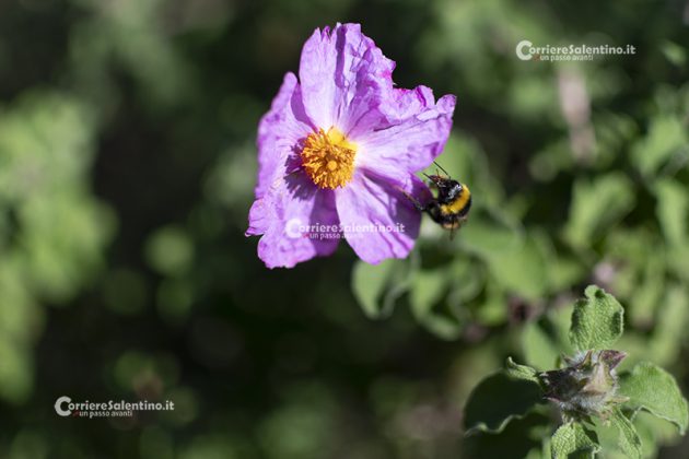 Flora e vegetazione del Salento: Cisto di Creta - Corriere Salentino