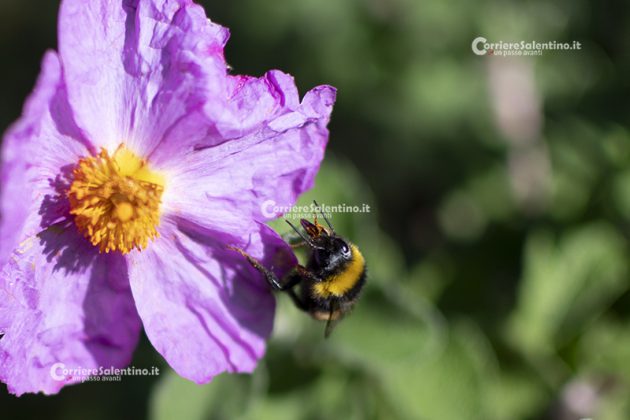 Flora e vegetazione del Salento: Cisto di Creta - Corriere Salentino