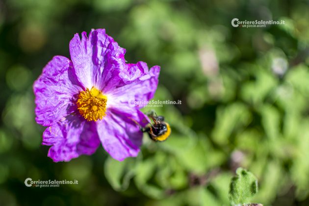 Flora e vegetazione del Salento: Cisto di Creta - Corriere Salentino