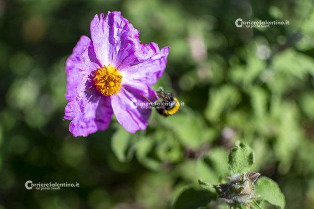 Flora e vegetazione del Salento: Cisto di Creta - Corriere Salentino