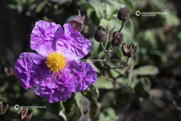 Flora e vegetazione del Salento: Cisto di Creta - Corriere Salentino
