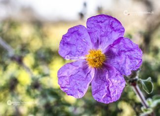 Flora e vegetazione del Salento: Cisto di Creta