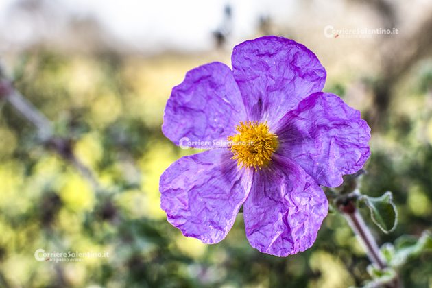 Flora e vegetazione del Salento: Cisto di Creta - Corriere Salentino