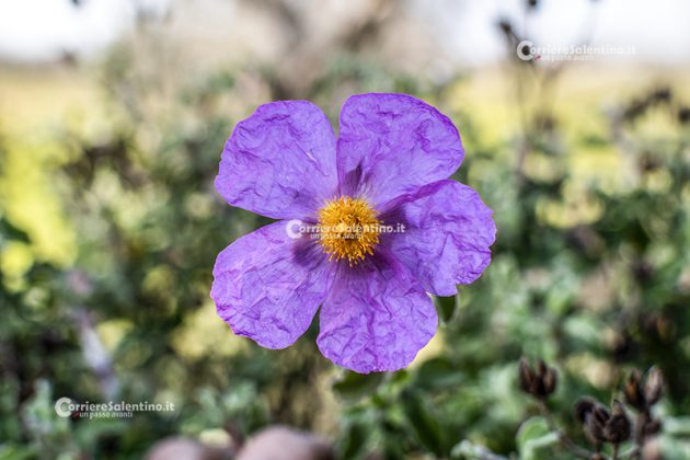 Flora e vegetazione del Salento: Cisto di Creta - Corriere Salentino
