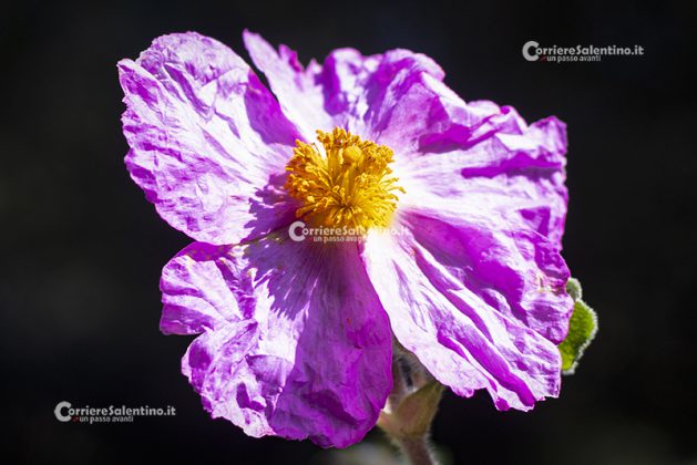 Flora e vegetazione del Salento: Cisto di Creta - Corriere Salentino