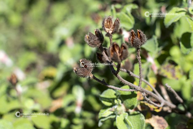 Flora e vegetazione del Salento: Cisto di Creta - Corriere Salentino