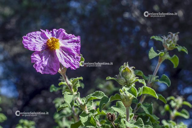 Flora e vegetazione del Salento: Cisto di Creta - Corriere Salentino