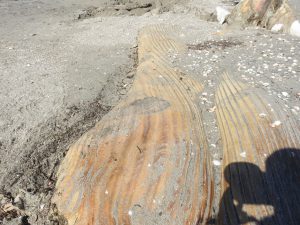 Carcassa di una balenottera rinvenuta sulla spiaggia delle Cesine: verifiche sui resti per risalire alle cause di morte - Corriere Salentino