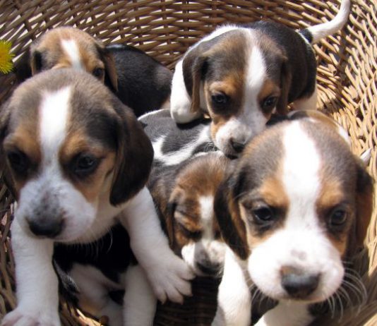 Emergenza caldo, ordinanza a tutela degli animali