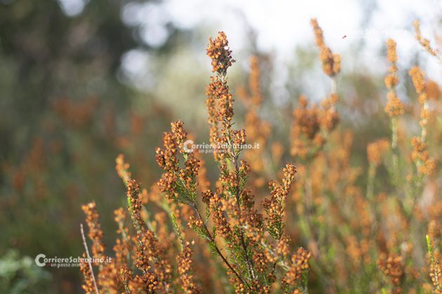 Flora e vegetazione del Salento: Erica pugliese - Corriere Salentino