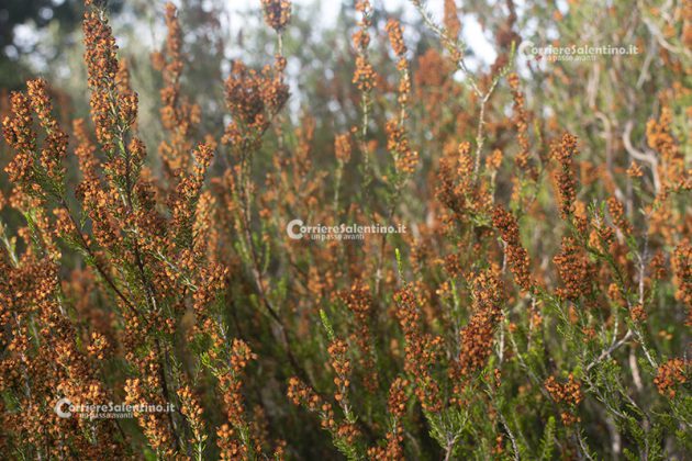 Flora e vegetazione del Salento: Erica pugliese - Corriere Salentino