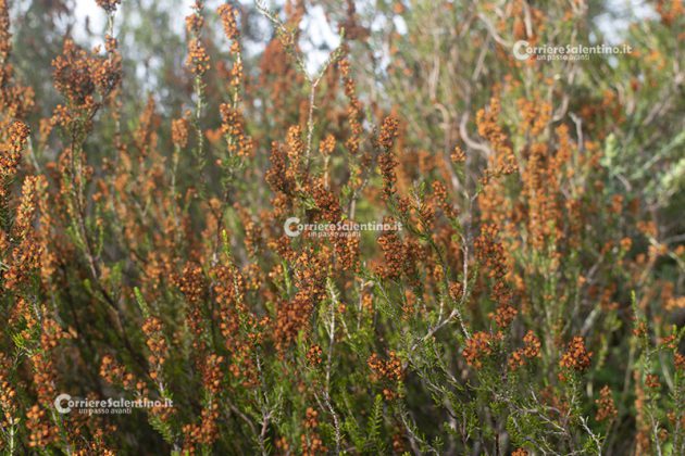 Flora e vegetazione del Salento: Erica pugliese - Corriere Salentino