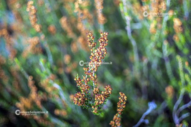Flora e vegetazione del Salento: Erica pugliese - Corriere Salentino