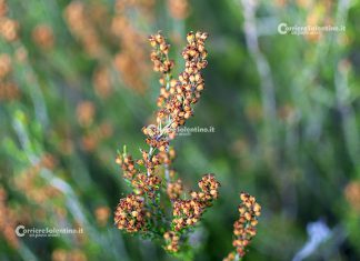 Flora e vegetazione del Salento: Erica pugliese