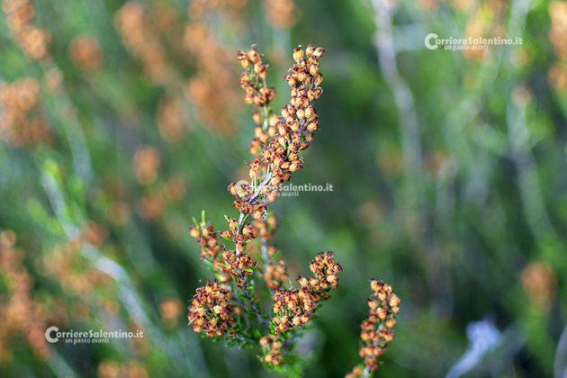 Flora e vegetazione del Salento: Erica pugliese - Corriere Salentino