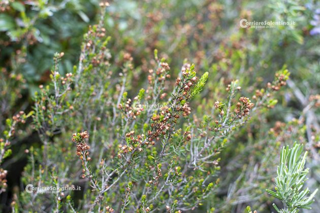 Flora e vegetazione del Salento: Erica pugliese - Corriere Salentino