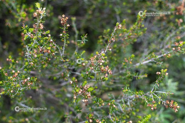 Flora e vegetazione del Salento: Erica pugliese - Corriere Salentino