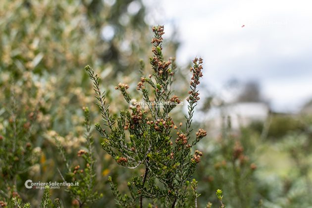 Flora e vegetazione del Salento: Erica pugliese - Corriere Salentino