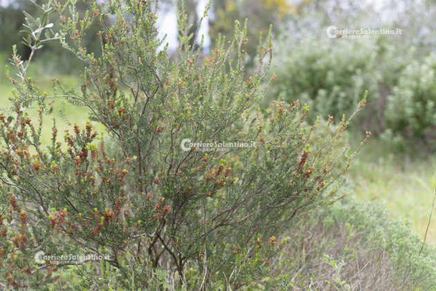 Flora e vegetazione del Salento: Erica pugliese - Corriere Salentino
