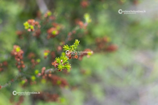 Flora e vegetazione del Salento: Erica pugliese - Corriere Salentino