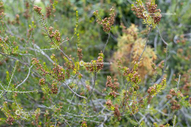 Flora e vegetazione del Salento: Erica pugliese - Corriere Salentino