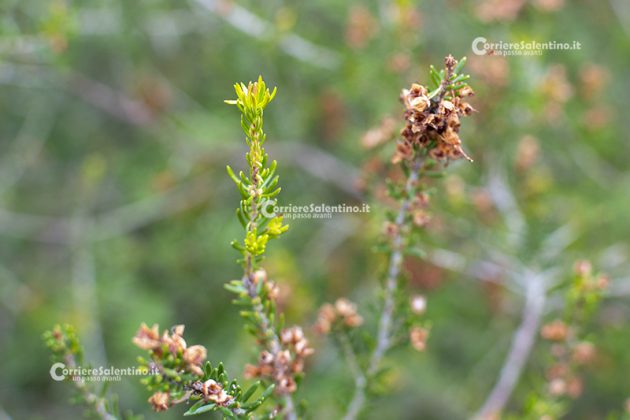 Flora e vegetazione del Salento: Erica pugliese - Corriere Salentino