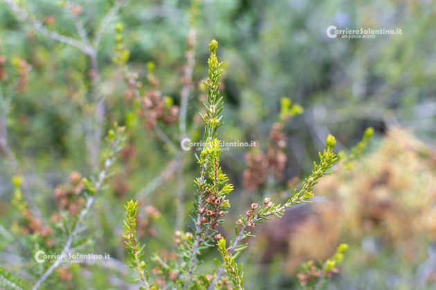 Flora e vegetazione del Salento: Erica pugliese - Corriere Salentino