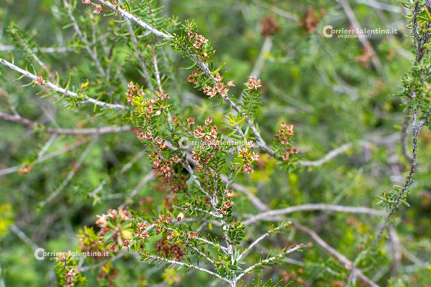 Flora e vegetazione del Salento: Erica pugliese - Corriere Salentino