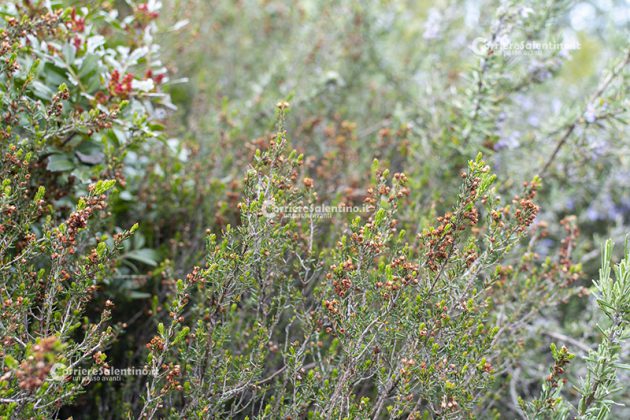 Flora e vegetazione del Salento: Erica pugliese - Corriere Salentino