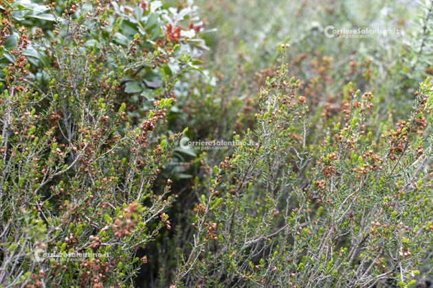 Flora e vegetazione del Salento: Erica pugliese - Corriere Salentino