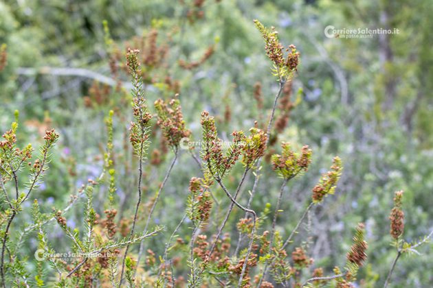 Flora e vegetazione del Salento: Erica pugliese - Corriere Salentino
