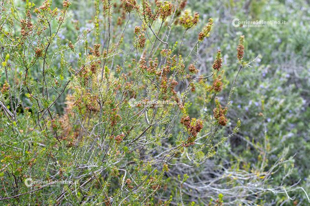 Flora e vegetazione del Salento: Erica pugliese - Corriere Salentino