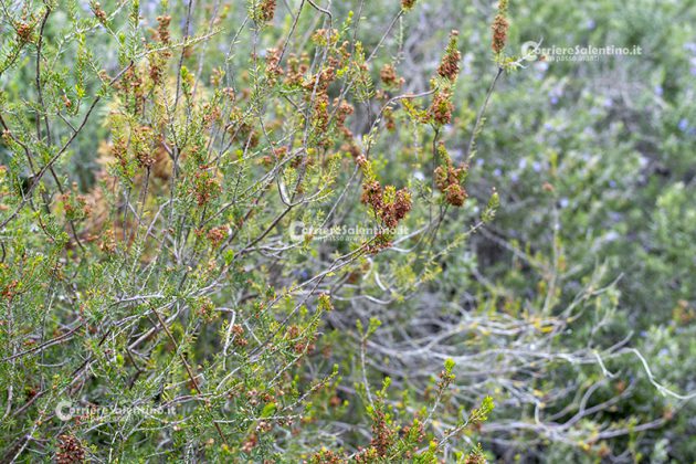 Flora e vegetazione del Salento: Erica pugliese - Corriere Salentino