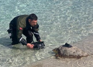 La tartaruga Giuseppina torna al mare