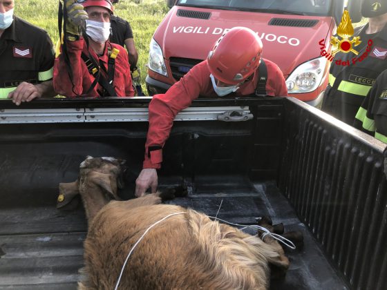 Si perde durante il pascolo, il pastore torna a cercarla e la trova in un pozzo: capretta salvata dai vigili del fuoco - Corriere Salentino