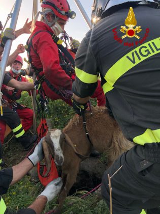 Si perde durante il pascolo, il pastore torna a cercarla e la trova in un pozzo: capretta salvata dai vigili del fuoco - Corriere Salentino