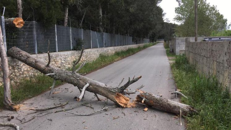 Cade un albero mentre transitava un'auto delle Forze dell’Ordine, sfiorata la tragedia a Cavallino - Corriere Salentino