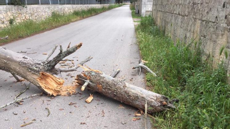 Cade un albero mentre transitava un'auto delle Forze dell’Ordine, sfiorata la tragedia a Cavallino - Corriere Salentino