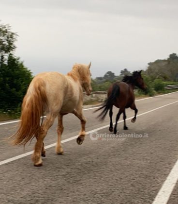 Altro giorno, nuova fuga: due cavalli scappano dal maneggio e invadono la litoranea - Corriere Salentino