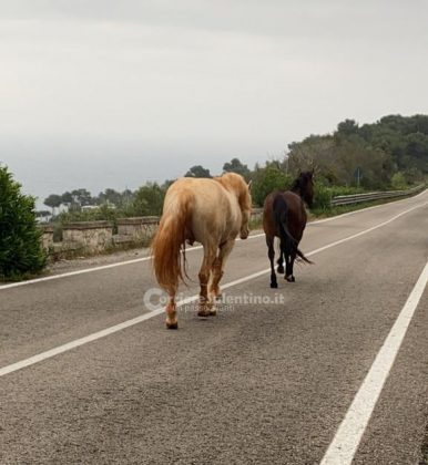 Altro giorno, nuova fuga: due cavalli scappano dal maneggio e invadono la litoranea - Corriere Salentino